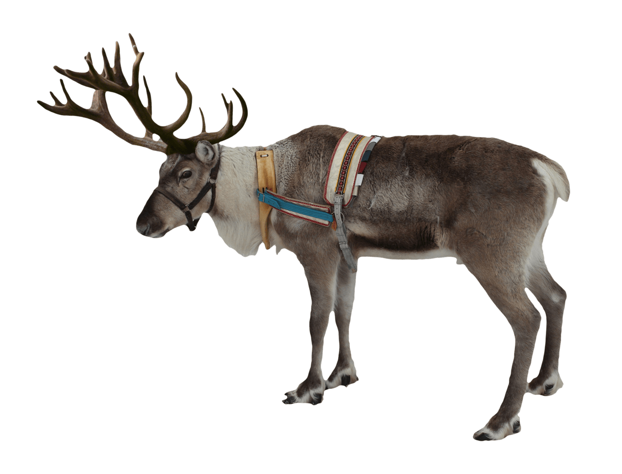 Moose reindeer hd mart clipart image