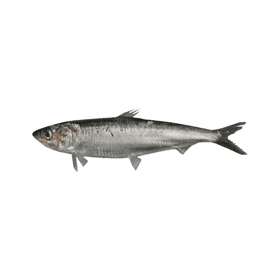 Fish black and white anchovies images hd photo clipart