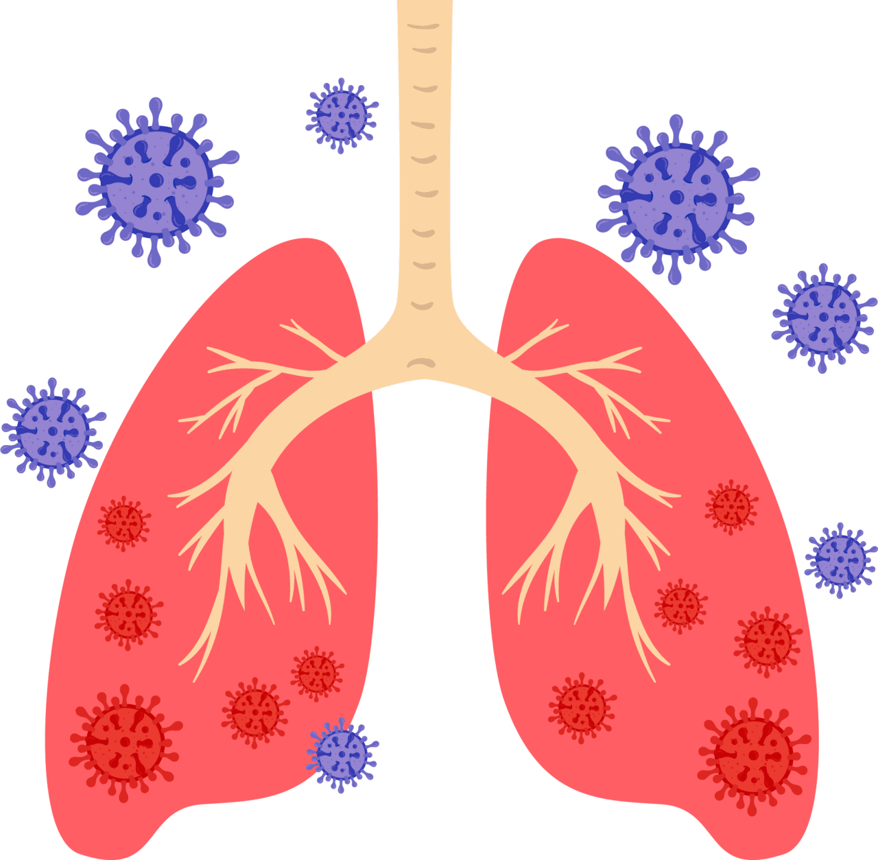 Lungs coronavirus pneumonia human lung shape clipart free