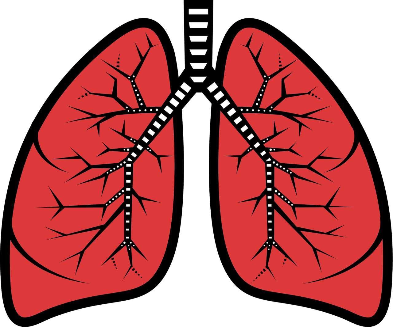 Lungs vector clipart images 2