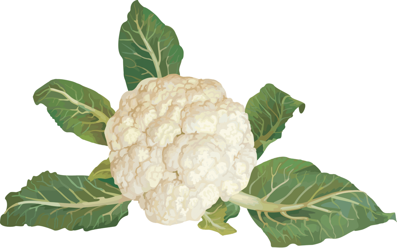 Vegetable cauliflower image for clipart