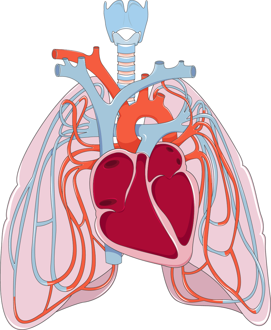 Lungs medical art clipart photo 2