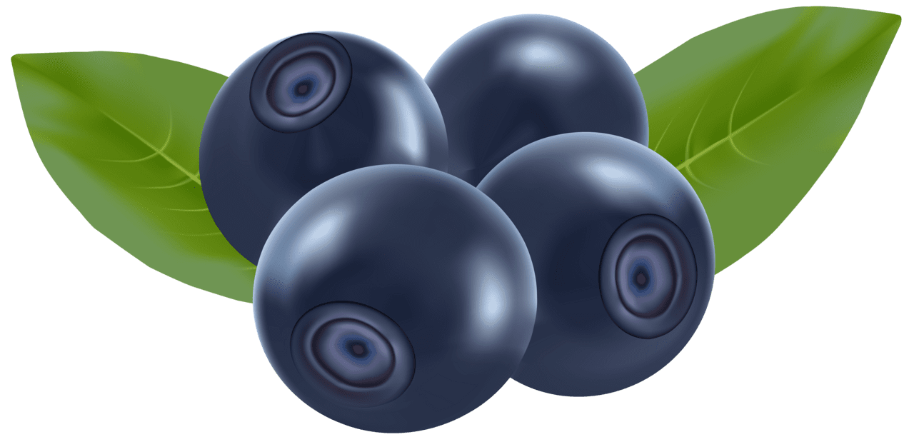 Blueberry drawing clipart vector