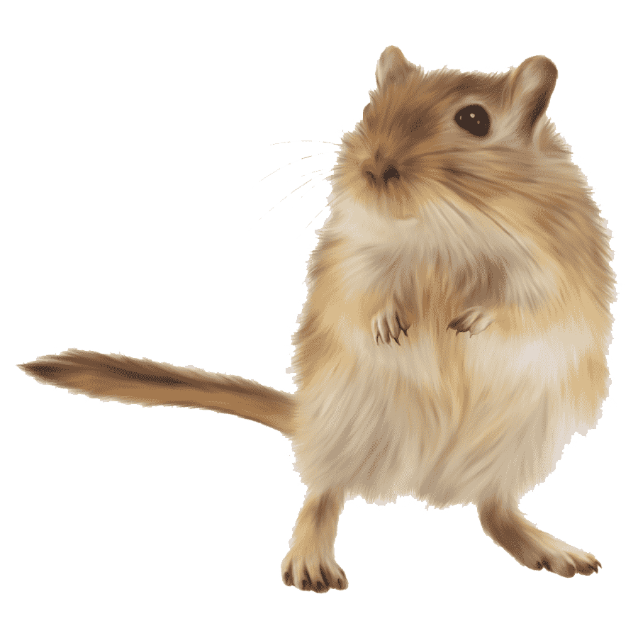 Rat gerbil images hd photo clipart