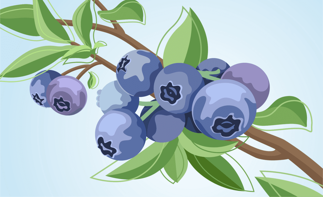 Blueberry pave ring clipart transparent