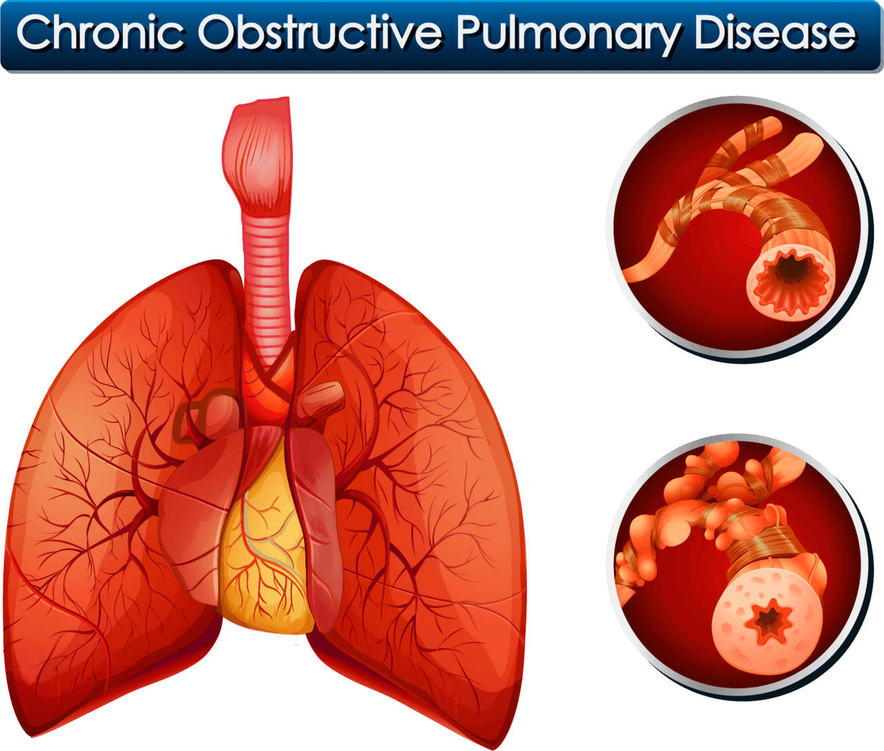 Lungs human lung respiratory system clipart clip art