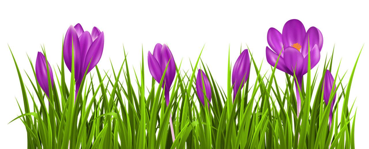 Tulip crocus grass clipart picture