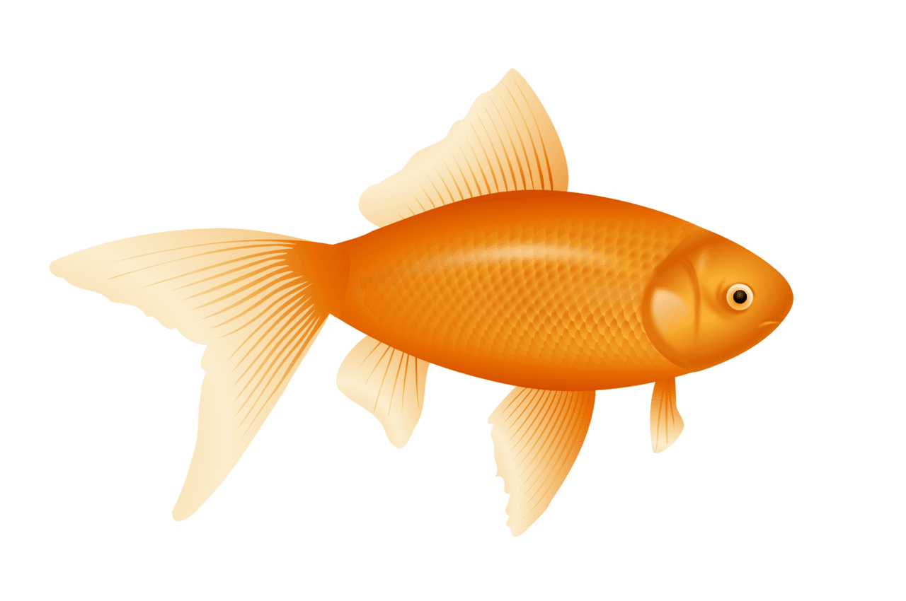 Fish black and white golden clipart photo