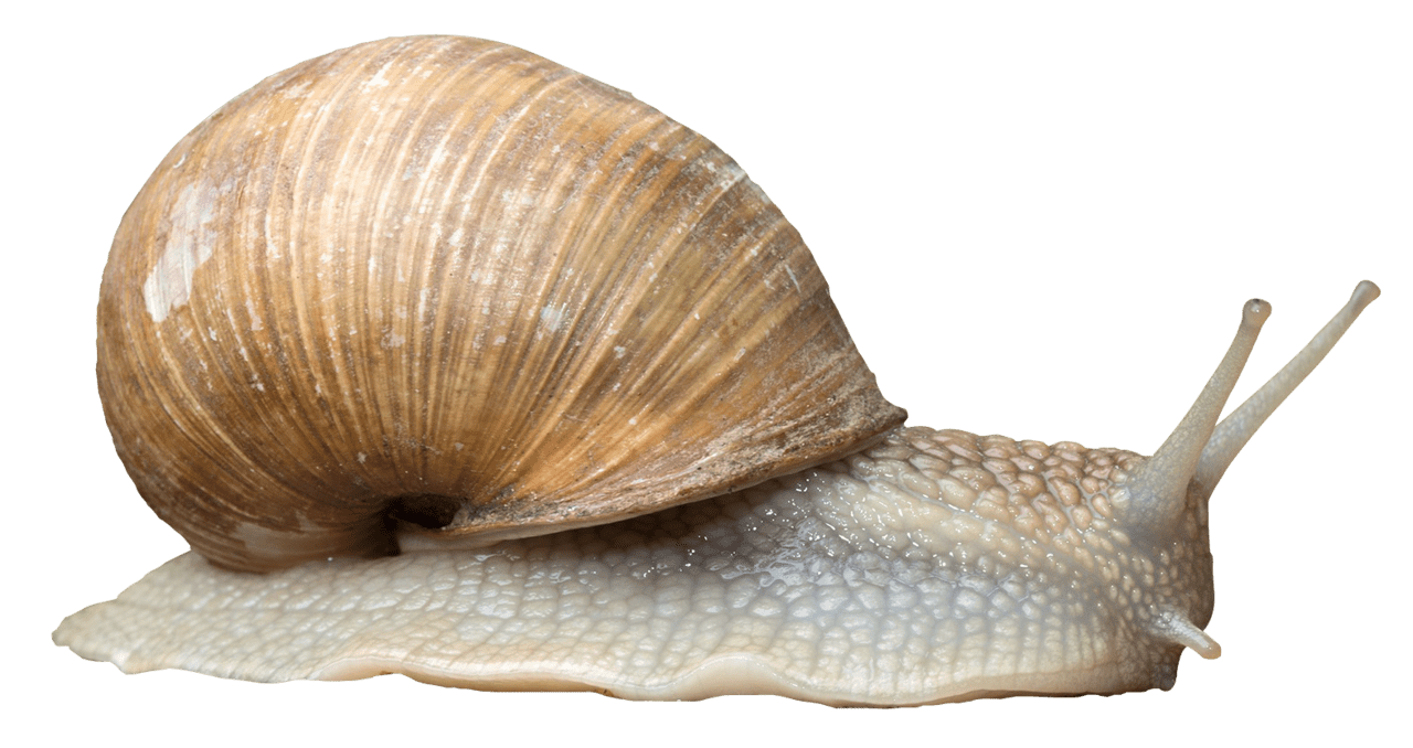 Snail clipart transparent