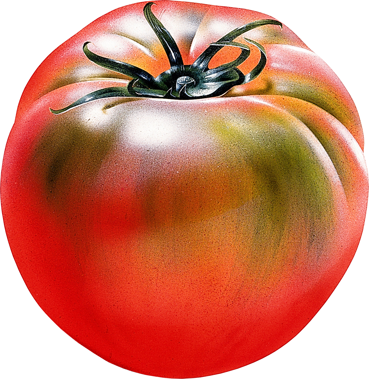 Red tomato es clipart image 2