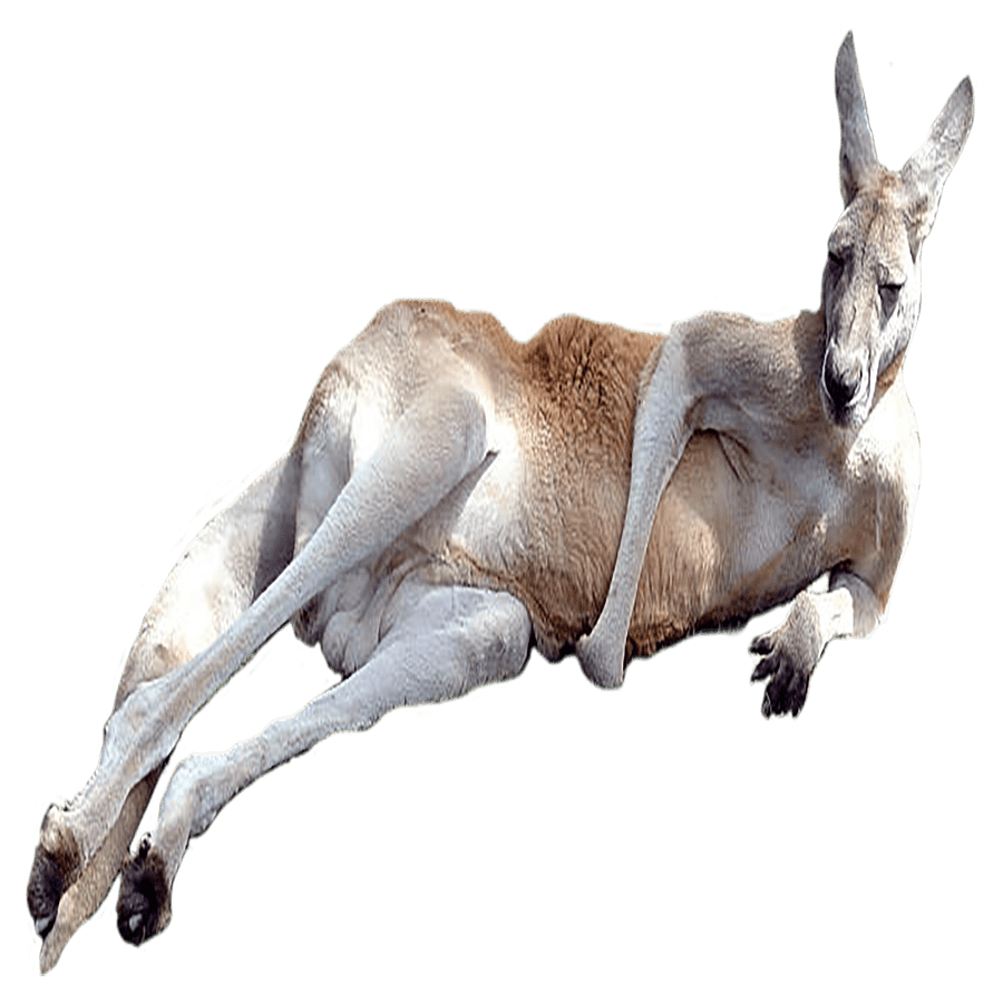 Kangaroo images hd photo clipart 2