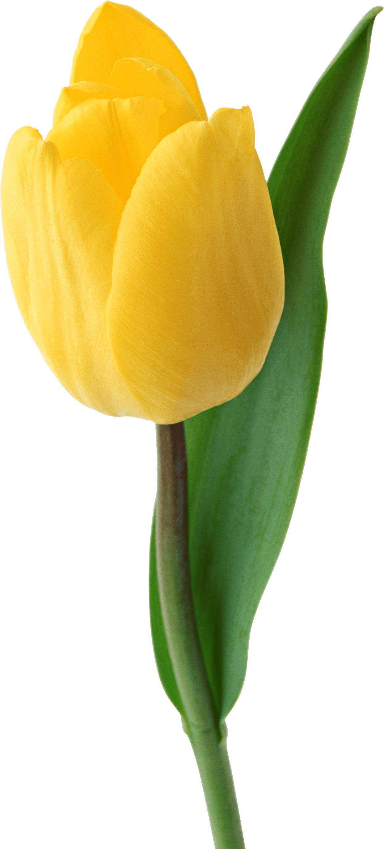 Yellow tulip image with background clipart