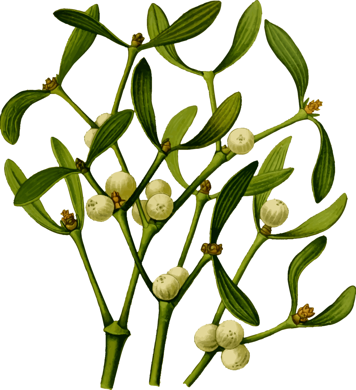 Mistletoe clipart transparent