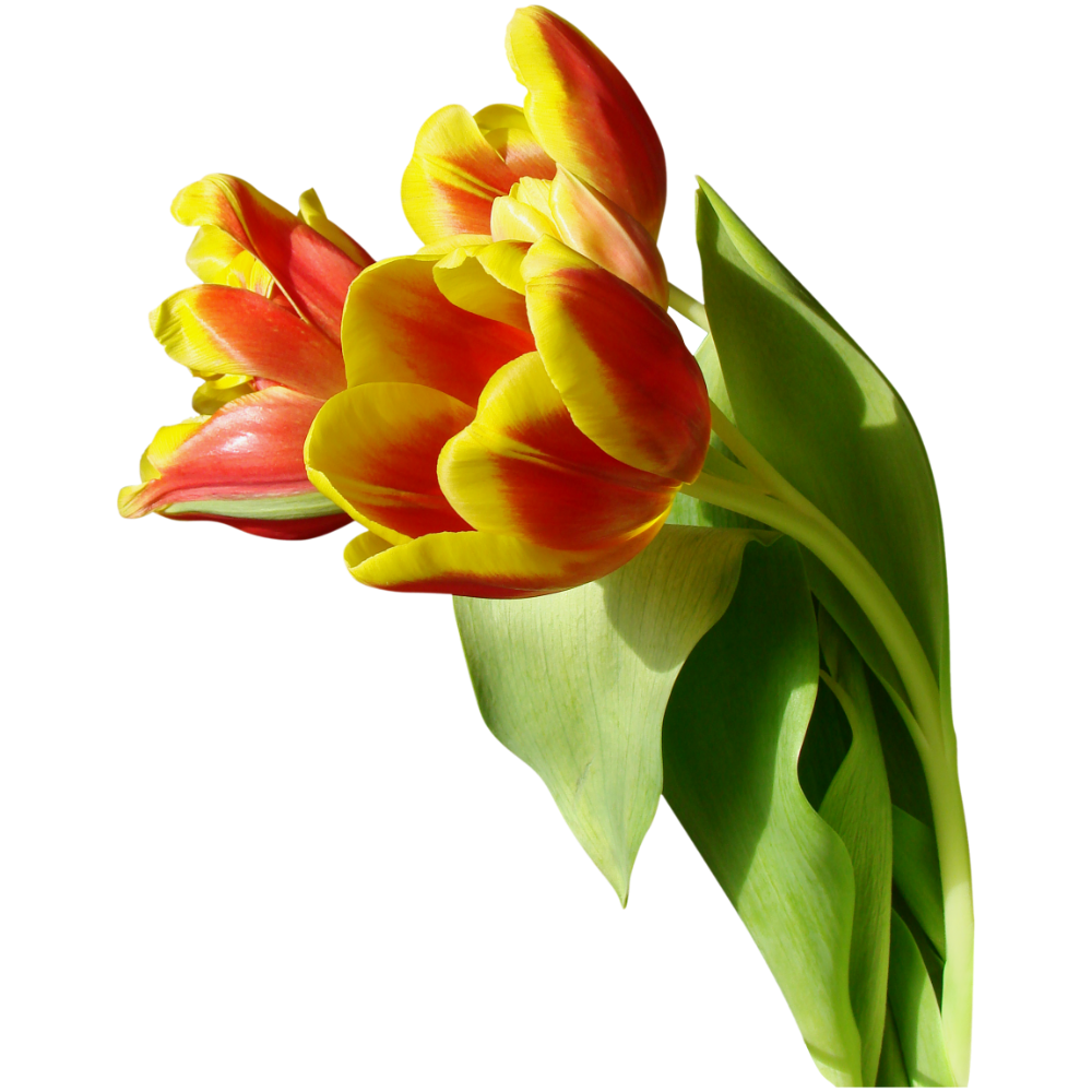 Tulip images hd photo clipart 2