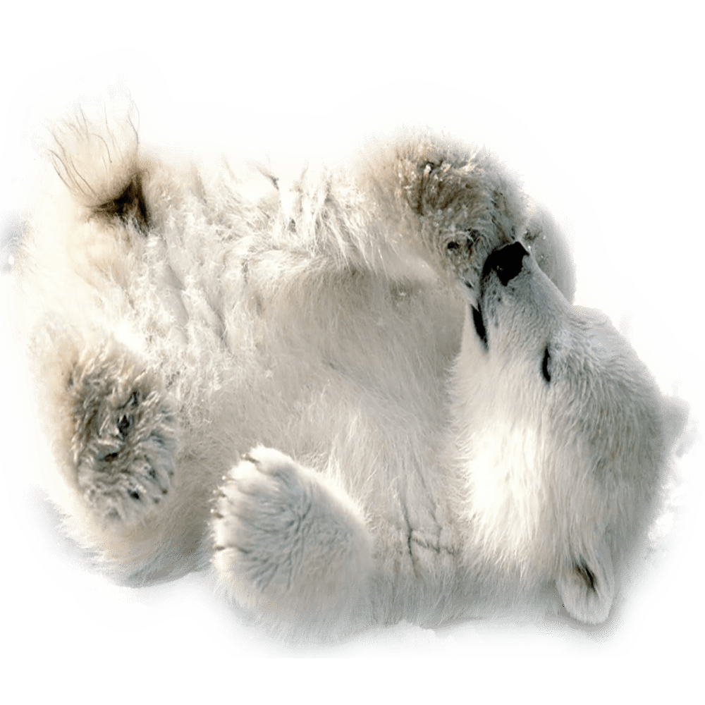 Polar bear images hd photo clipart 3