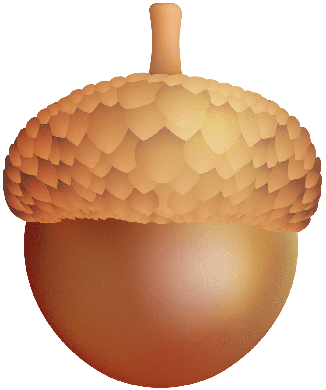 Acorn clipart image high quality images and