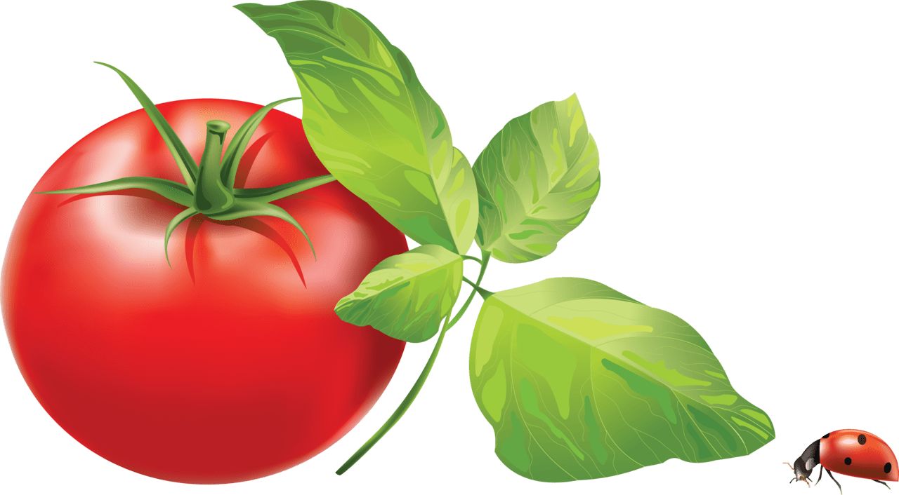 Red tomato es clipart photo 2