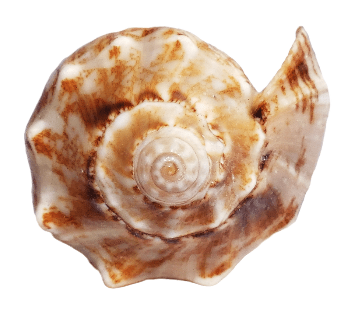 Snail sea ocean shell clipart transparent