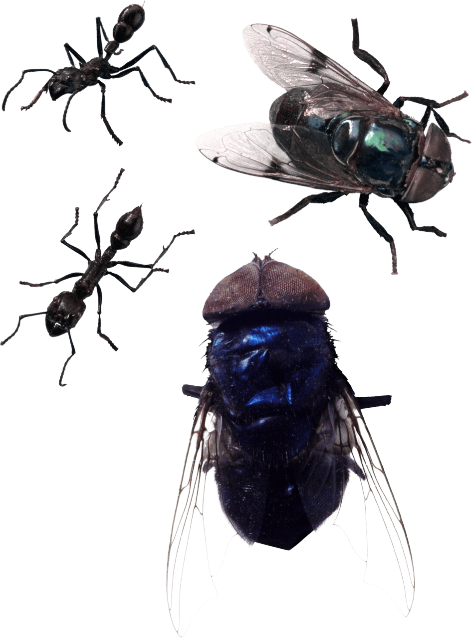 Fly clipart picture