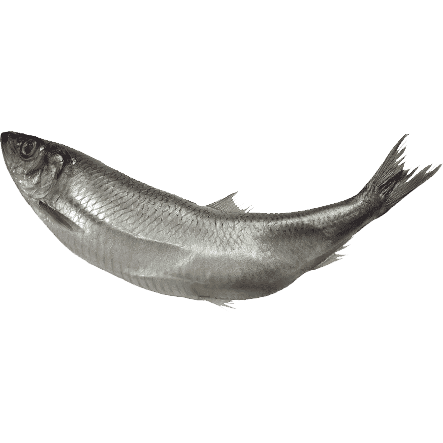 Fish black and white anchovies images hd photo clipart 2