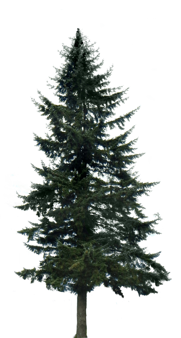 Pine tree pin page clipart photo