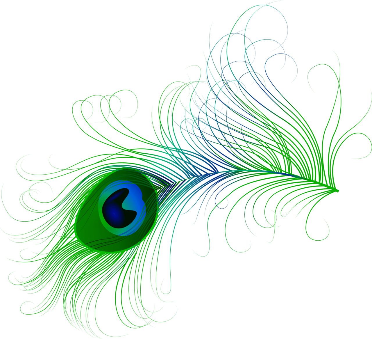 Peacock feather clipart image