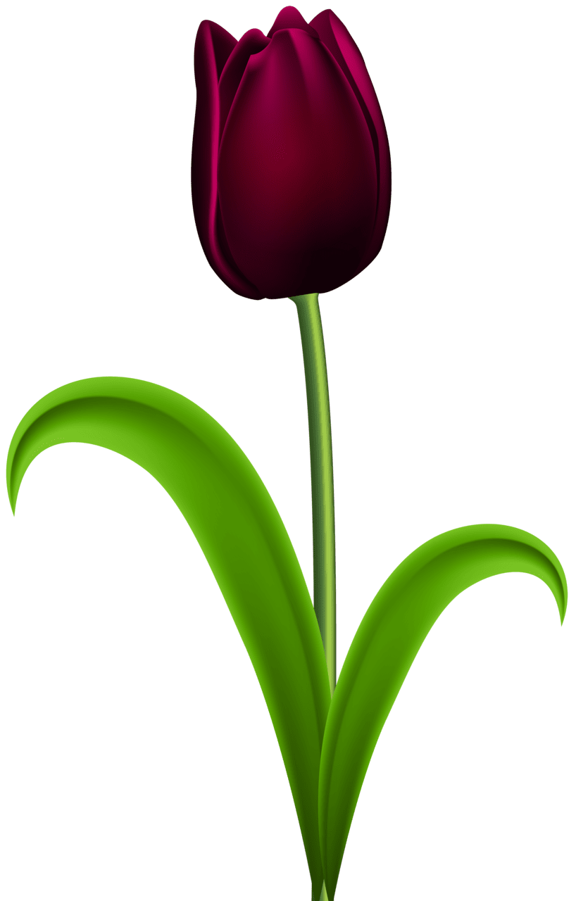 Dark red tulip clipart image