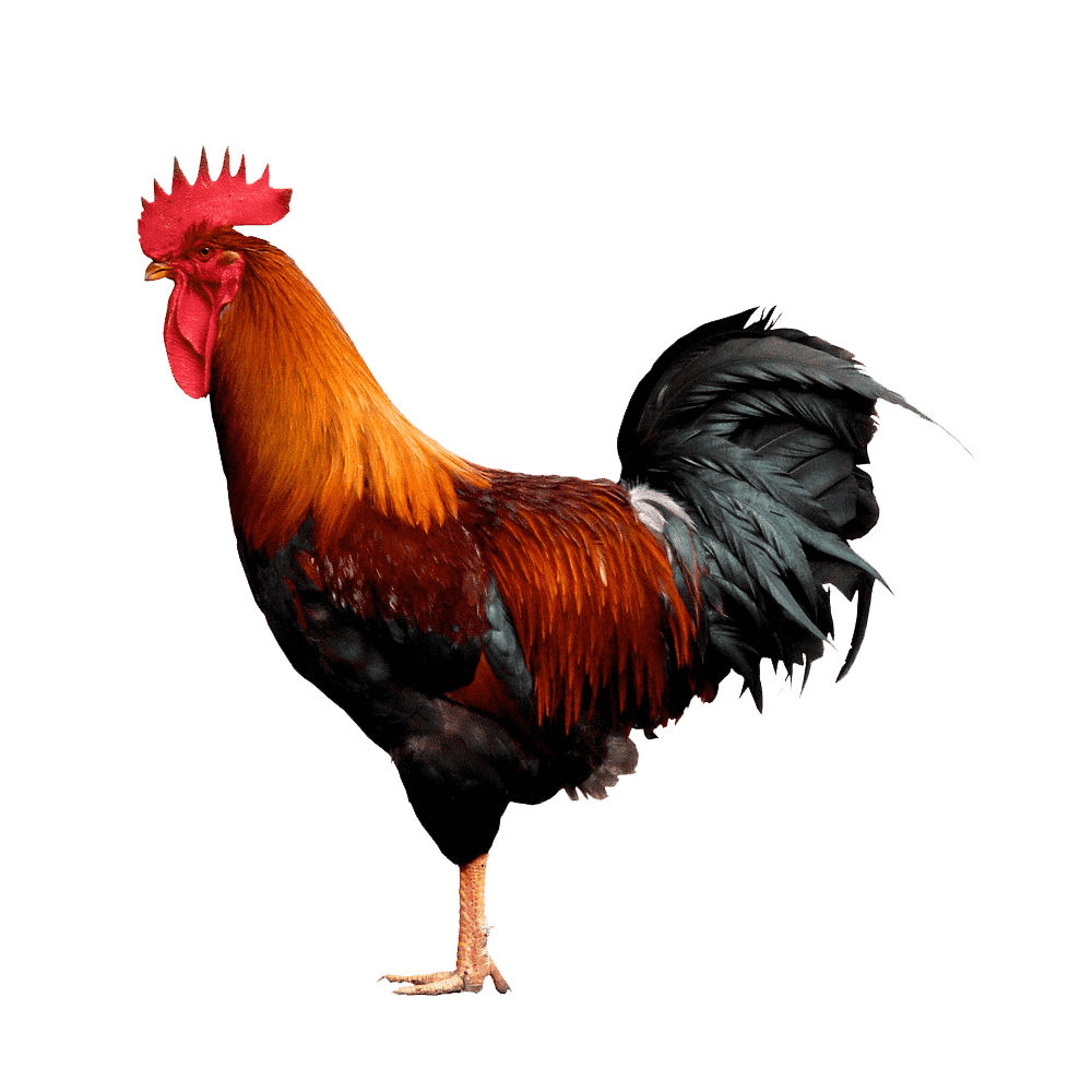 Rooster images hd photo clipart 3