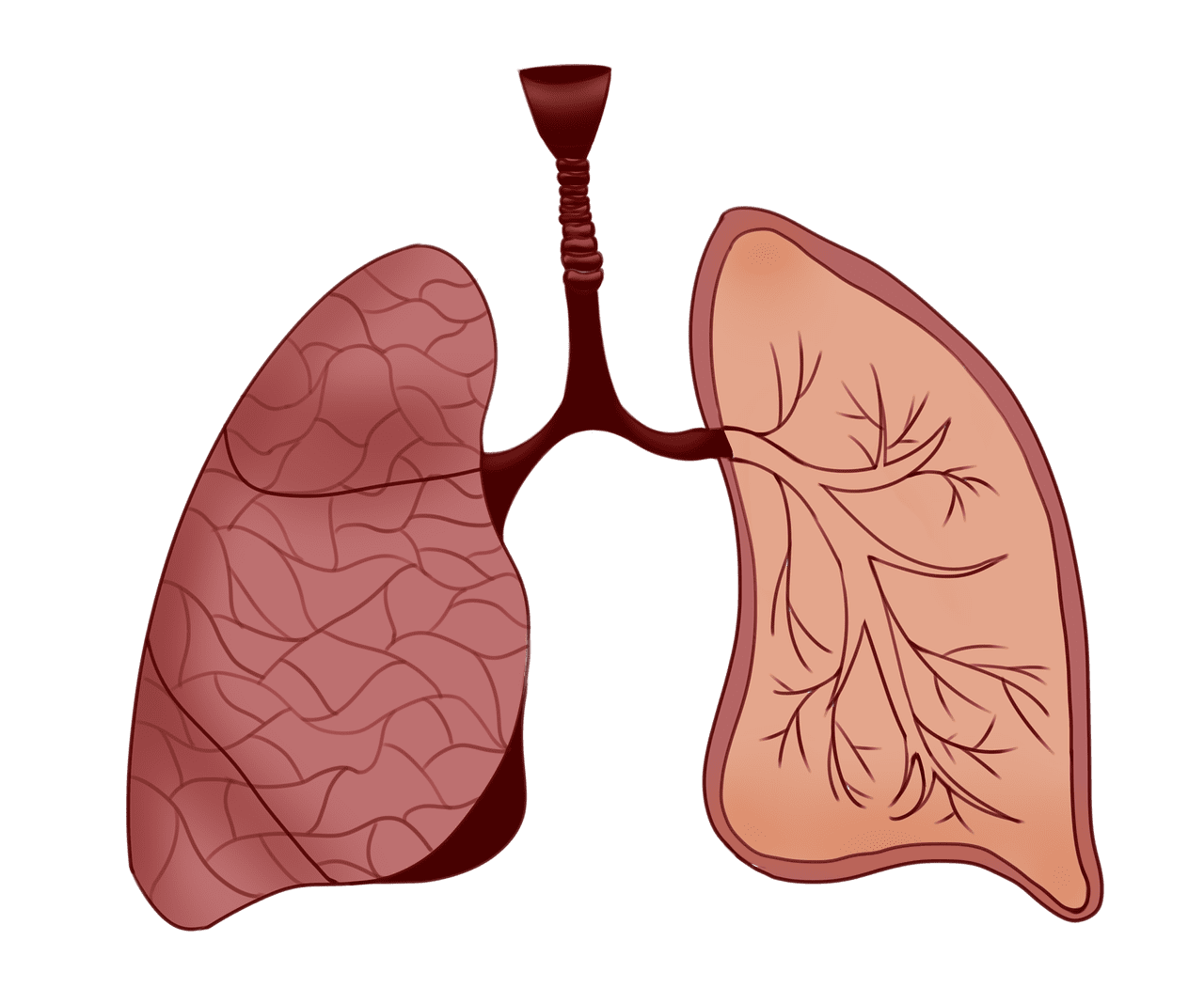 Lungs anatomy body part image clipart