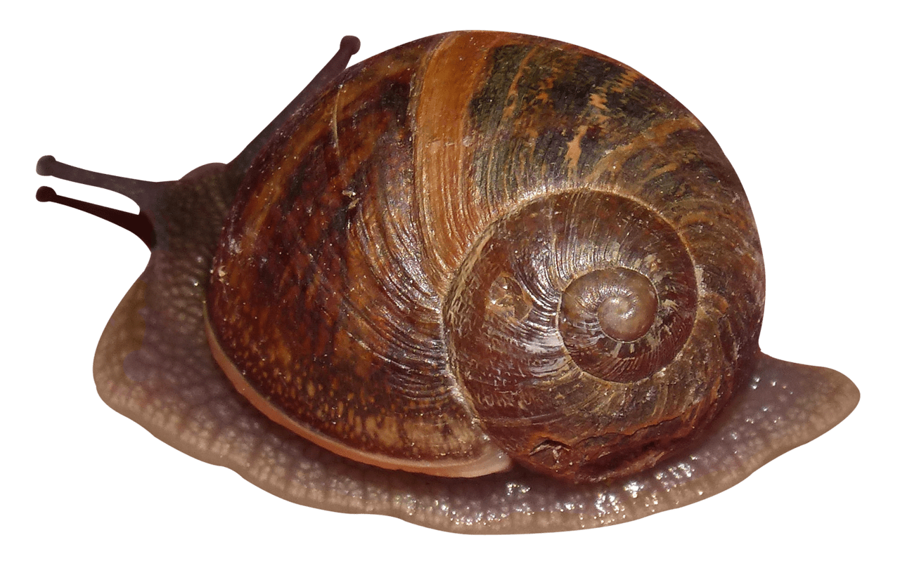 Snail clipart clip art