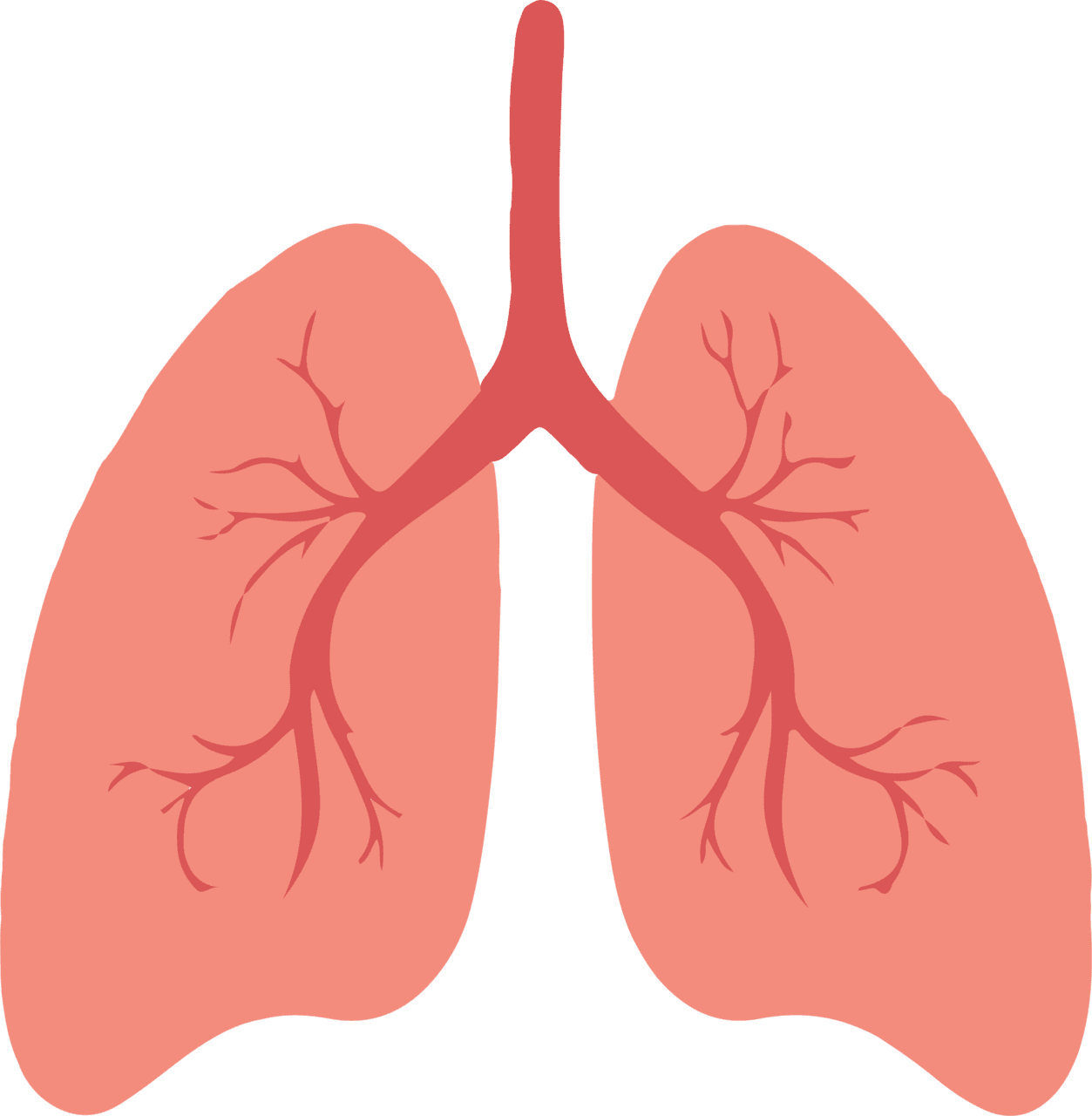 Lungs pulmao clipart background