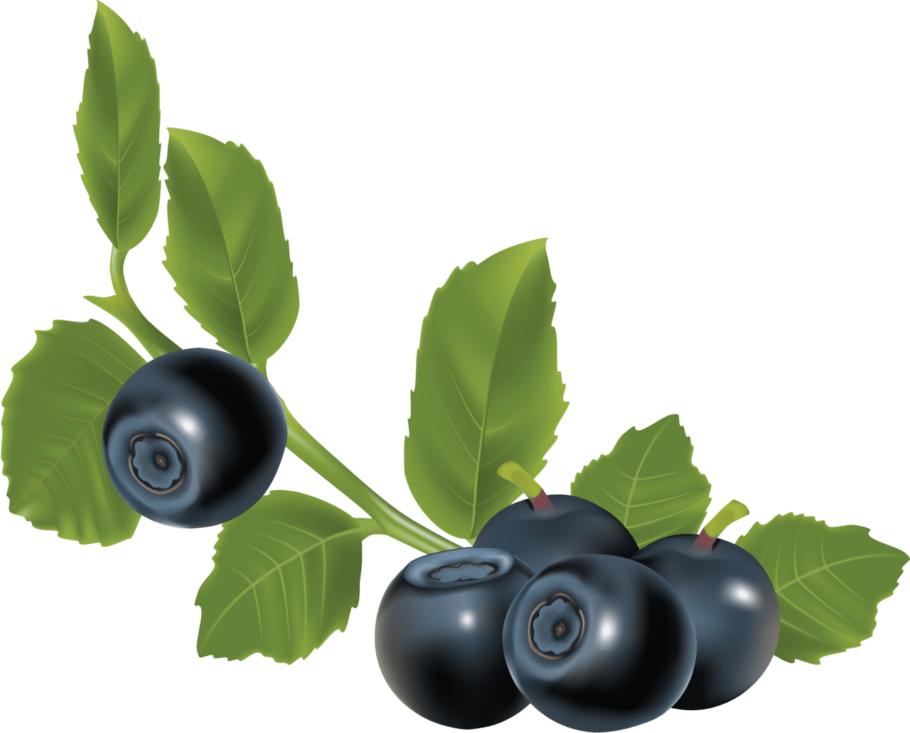 Blueberry with leaves clipart photo