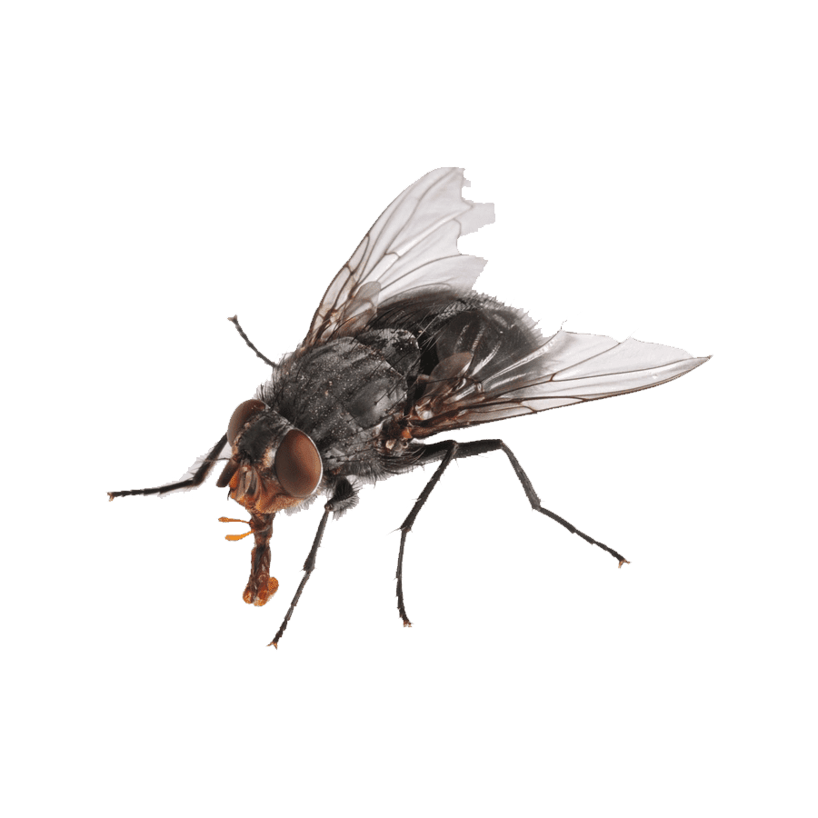 House fly images hd photo clipart