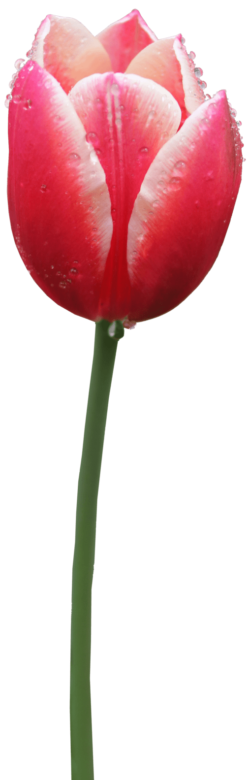 Tulip by thy darkest hour deviantart clipart background