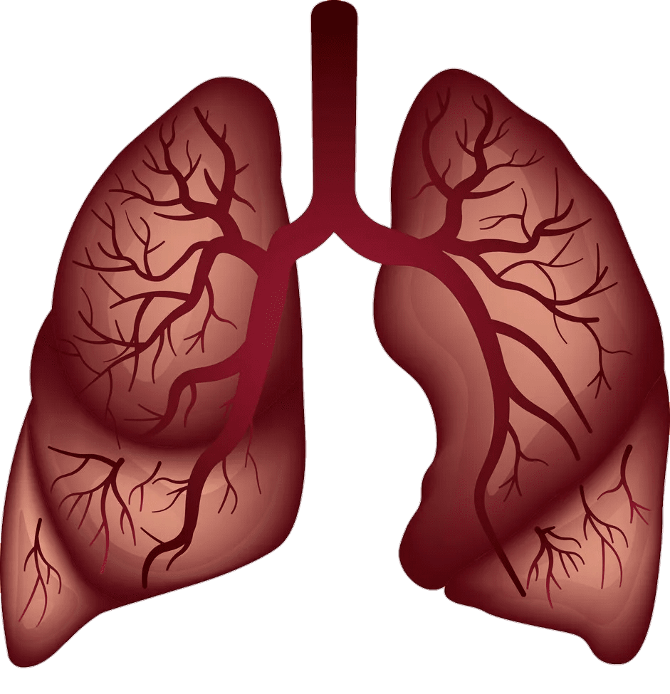 Lungs images clipart