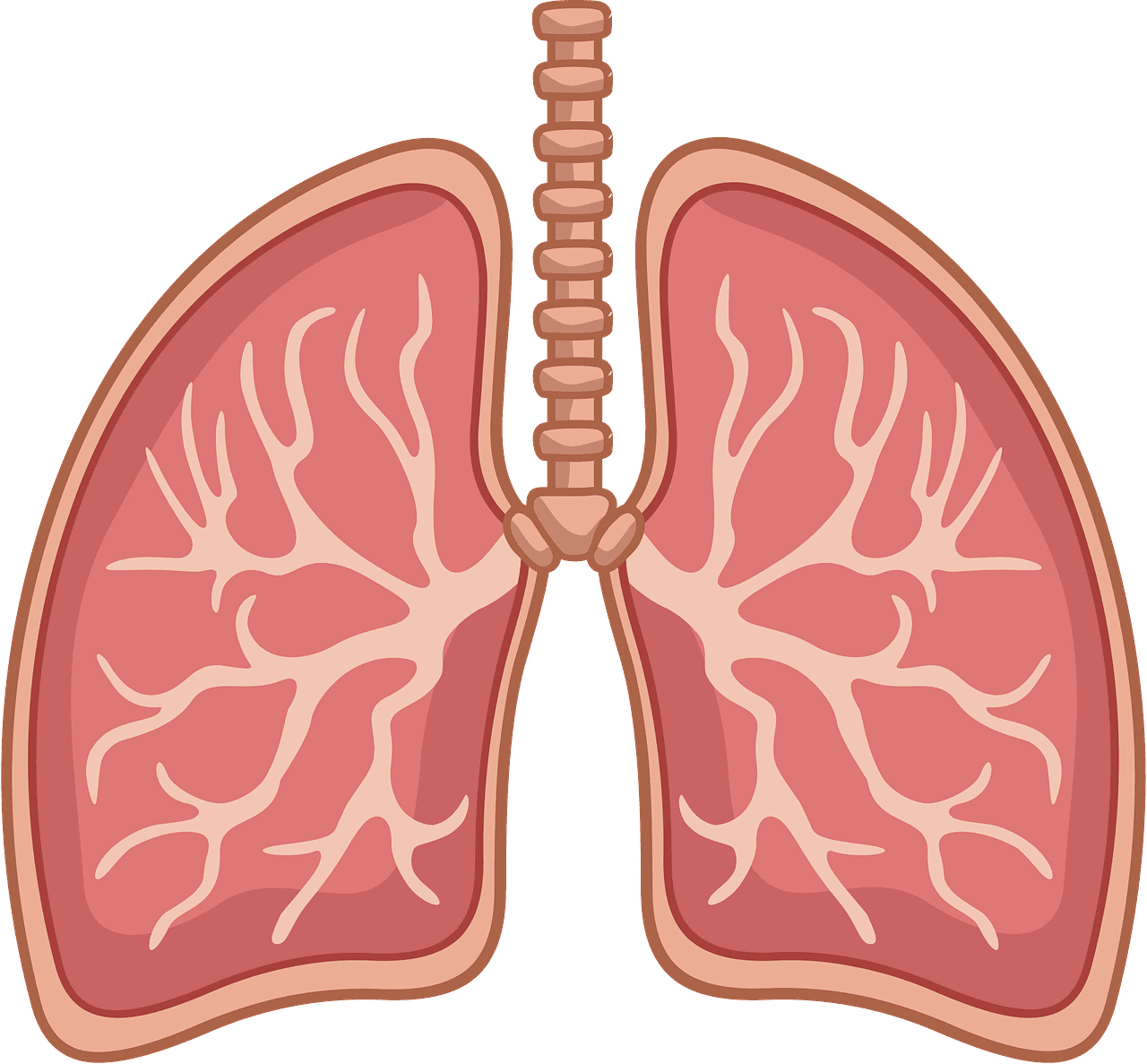 Lungs vector clipart images 3