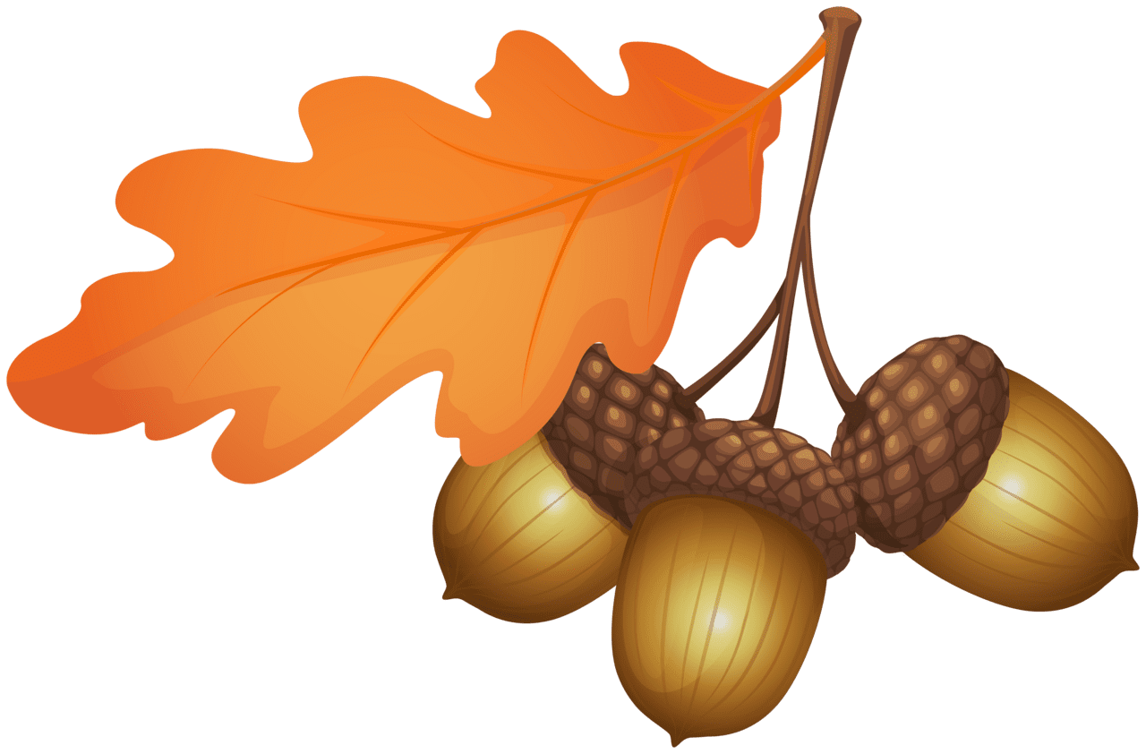 Acorn ss clipart transparent