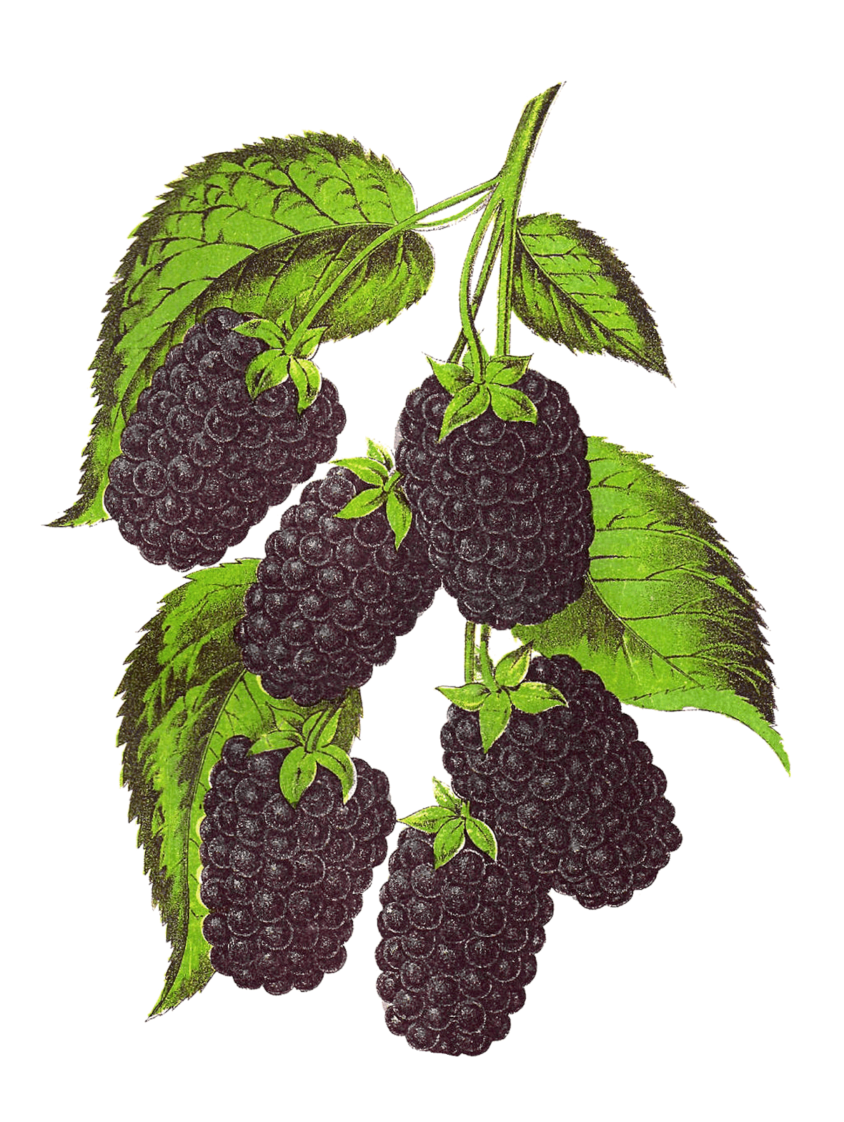 Blueberry vintage blackberry fruit artwork digital botanical gooseberry clipart logo