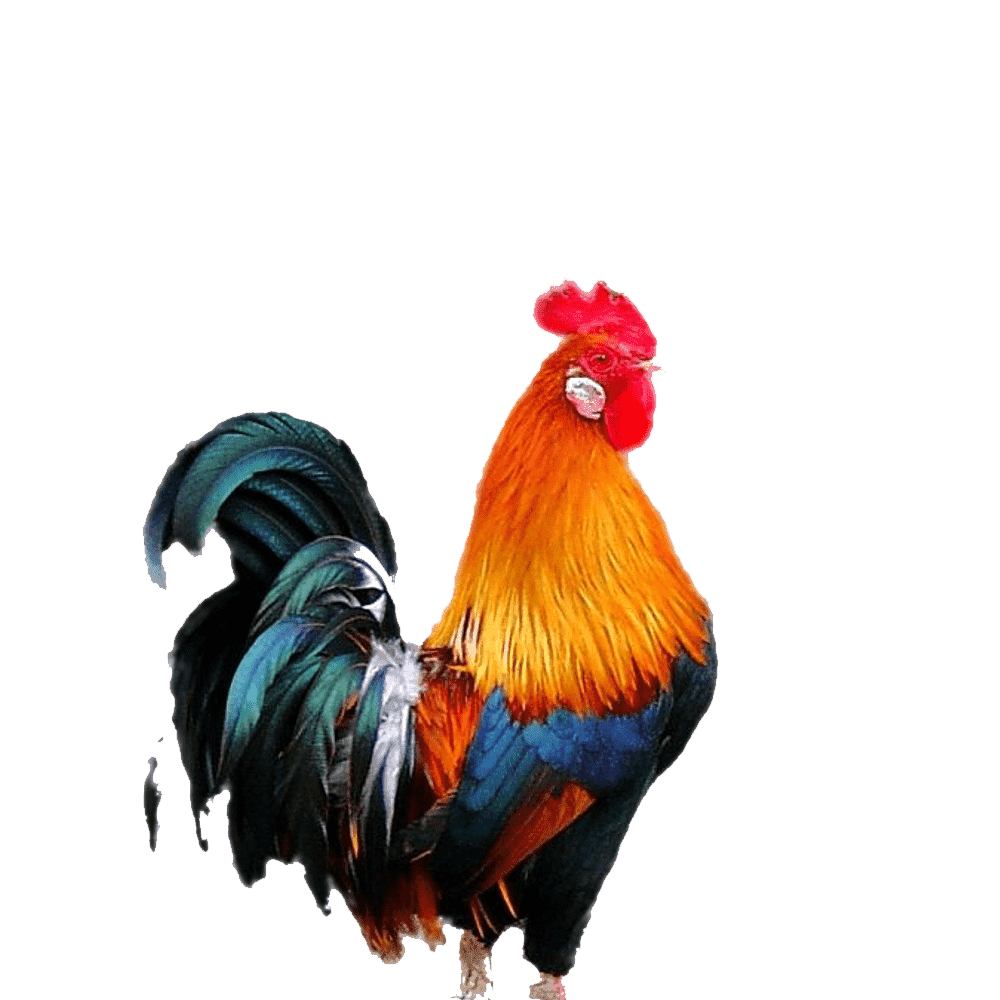 Rooster images hd photo clipart 2