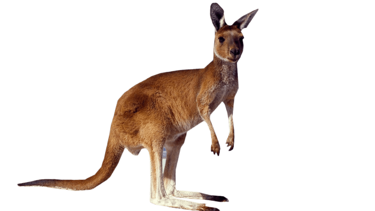 Kangaroo standing clipart clip art