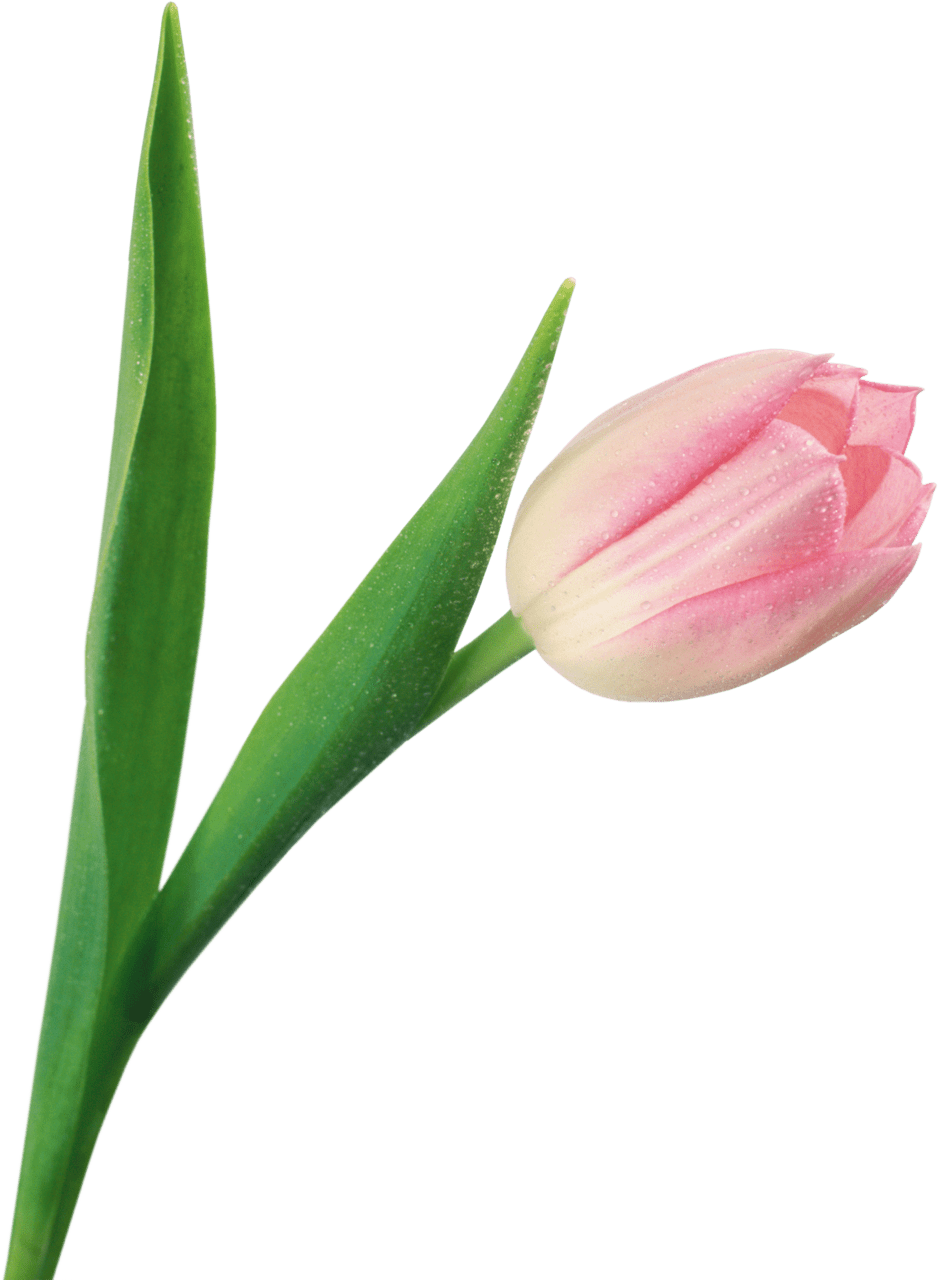 Tulip image with background clipart 2