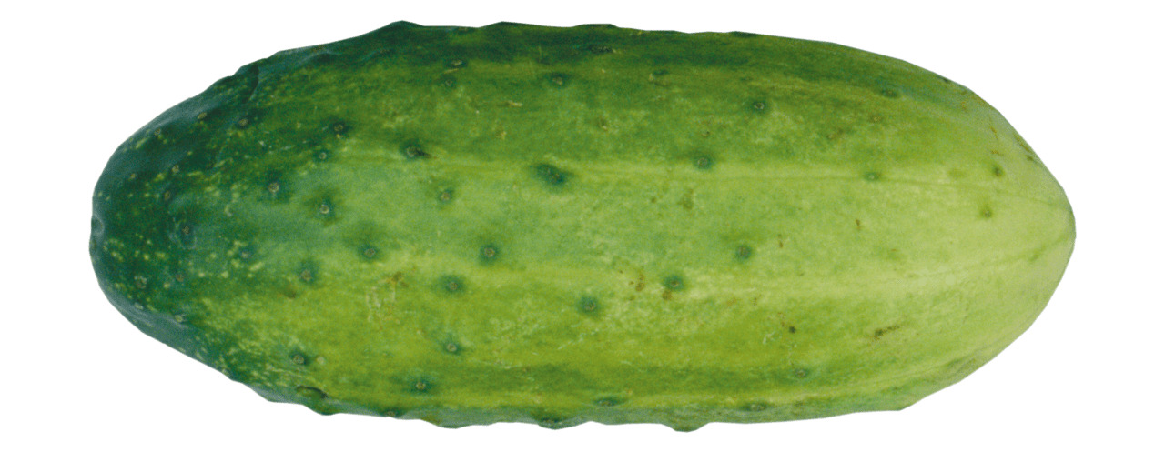 Pickle cucumber image for clipart