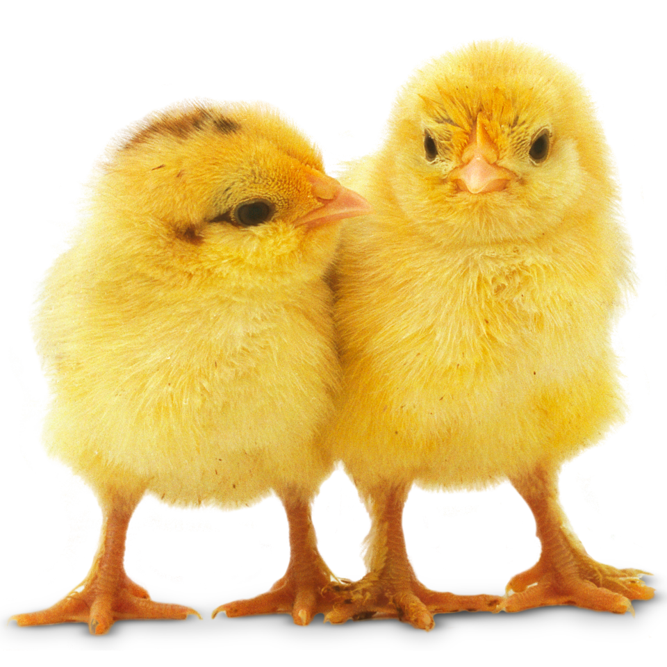 Chick en facts for kids all about ens find out logos clipart