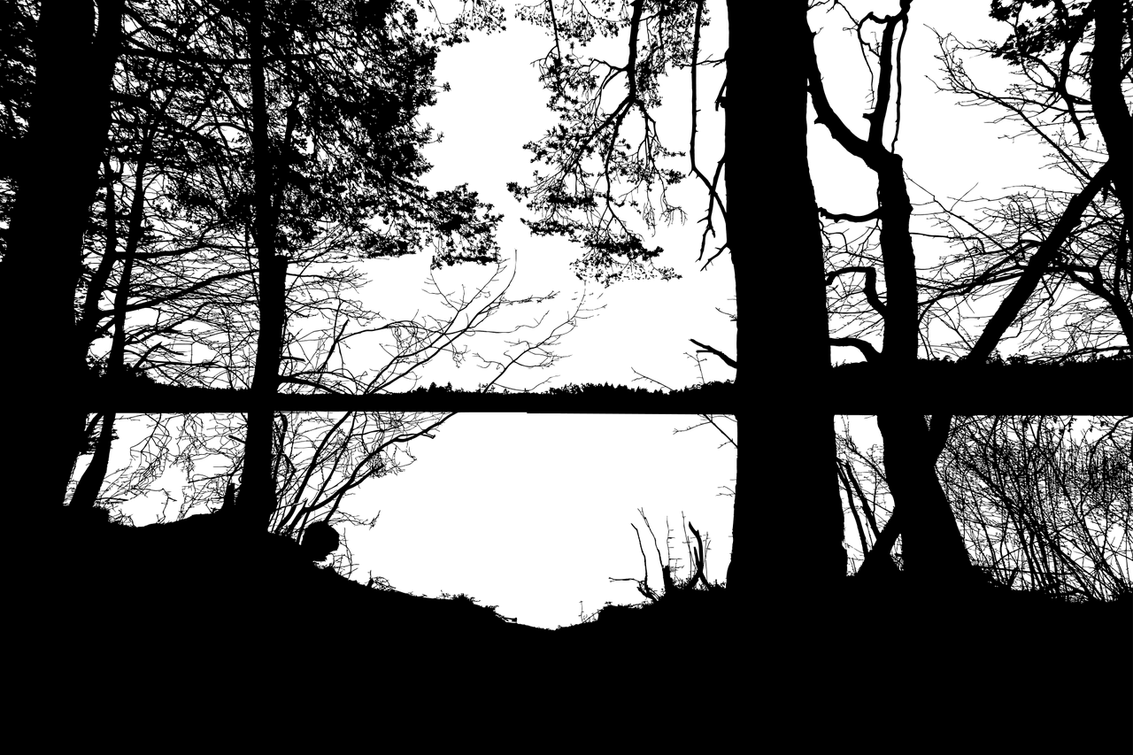 Forest trees lake vector graphic clipart