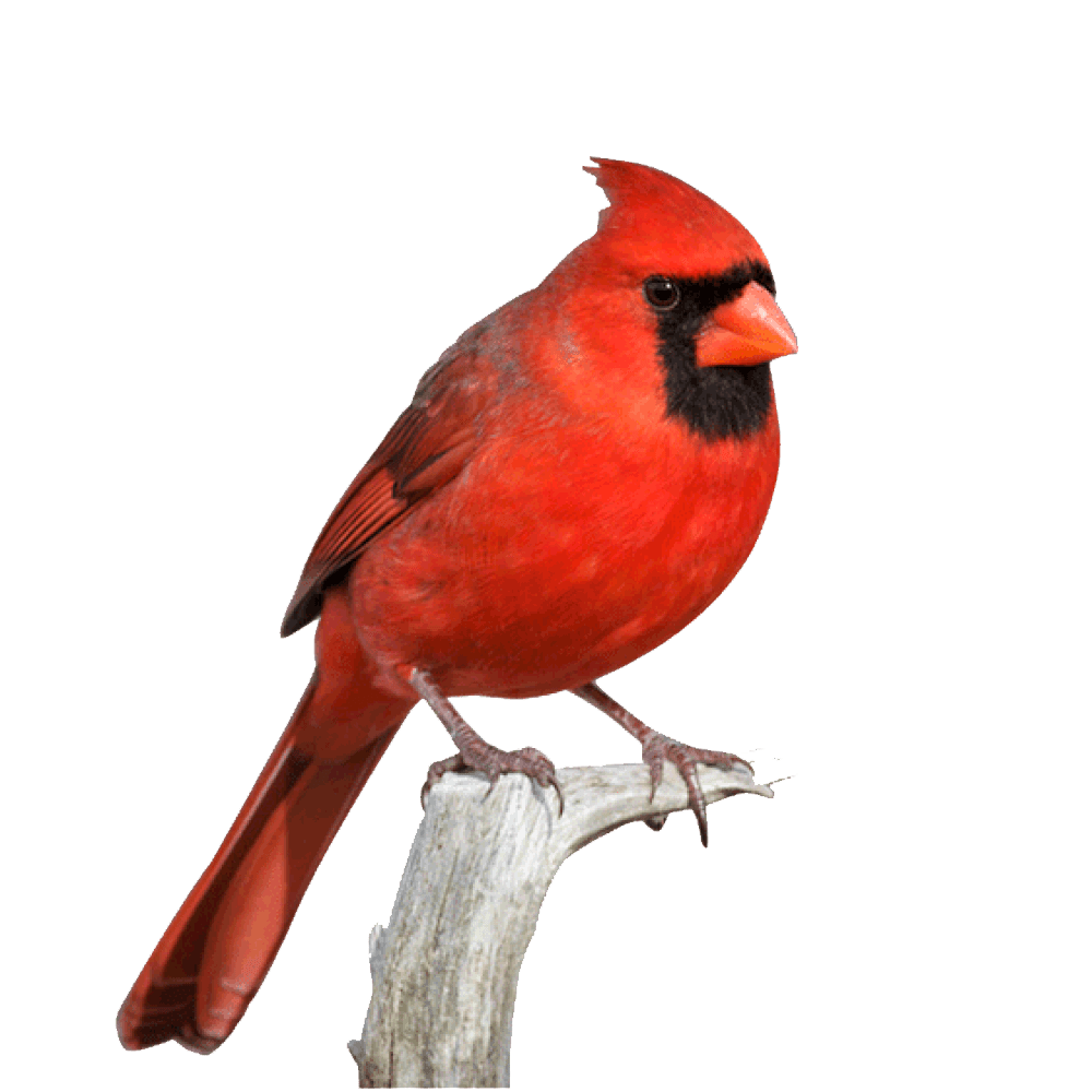 Cardinal card al images hd photo clipart 2