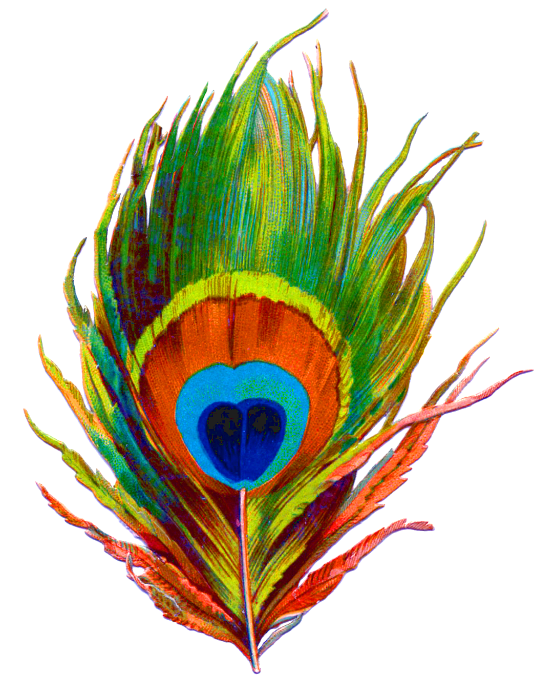 Peacock feather designs large images transparen clipart