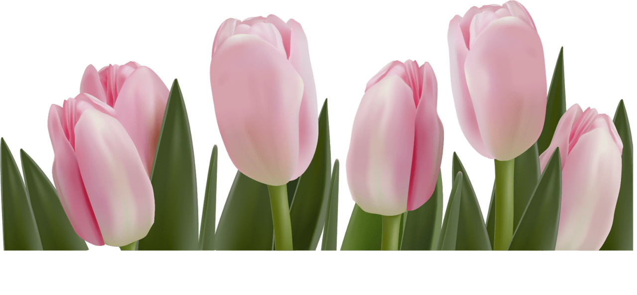 Tulip clipart background 2