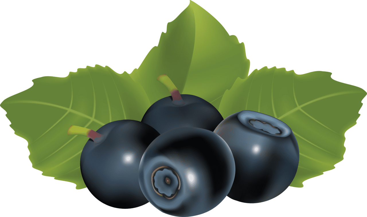 Blueberry drawing image for clipart