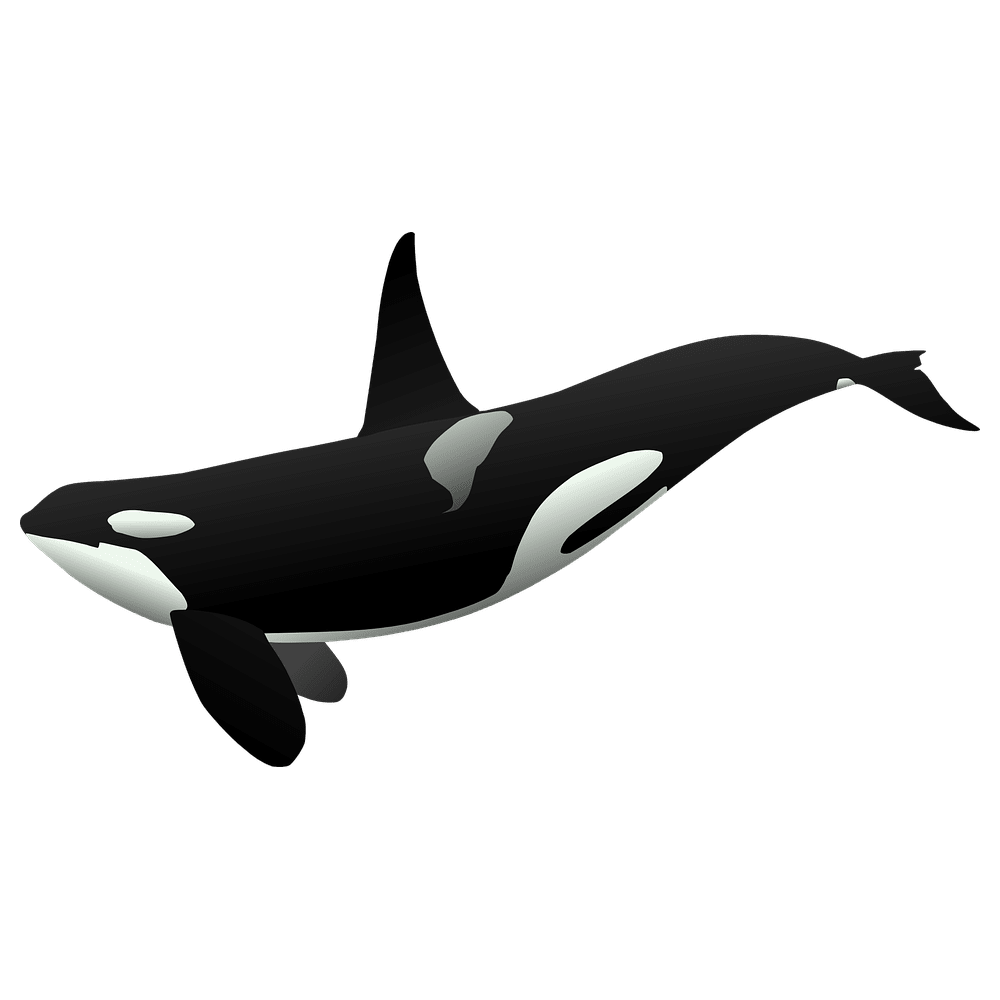 Fish black and white killer whale images hd photo clipart