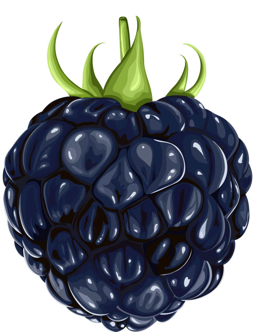 Blueberry pin page clipart picture